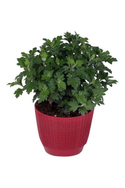 Sarı Renk 10-20 cm Kasımpatı Çiçeği  Saksı’da (Chrysanthemum)