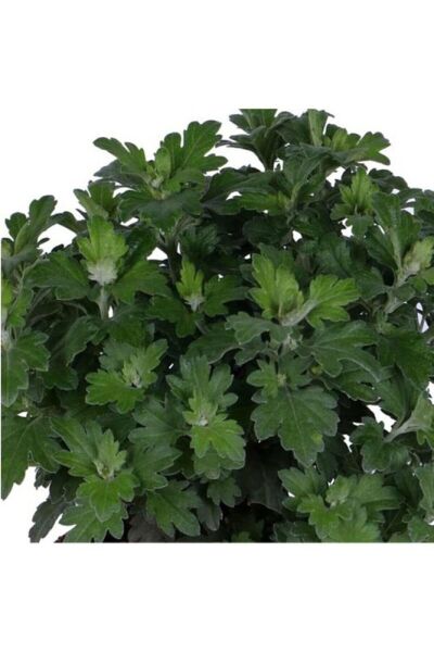 Sarı Renk 10-20 cm Kasımpatı Çiçeği  Saksı’da (Chrysanthemum)
