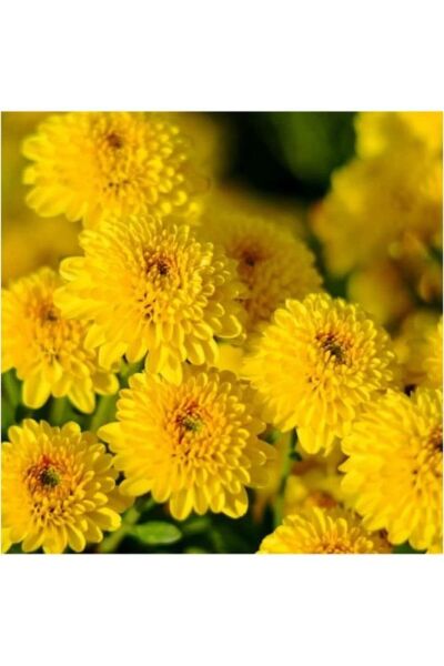 Sarı Renk 10-20 cm Kasımpatı Çiçeği  Saksı’da (Chrysanthemum)