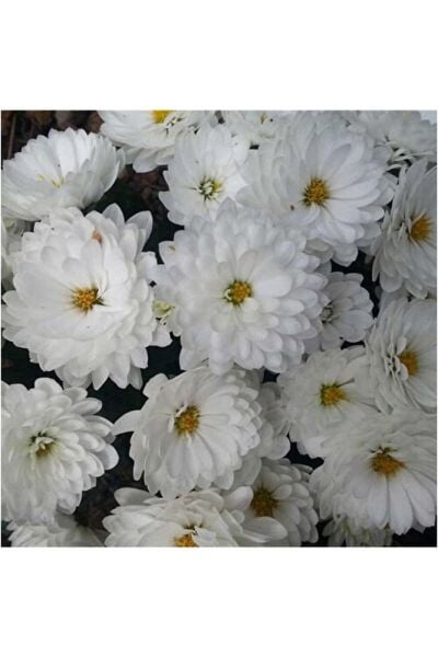 Beyaz Kasımpatı Saksı’da (Chrysanthemum) Renk 10-20 cm