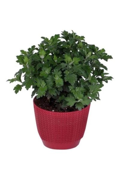 Kasımpatı Kırmızı Renk 10-20 Cm