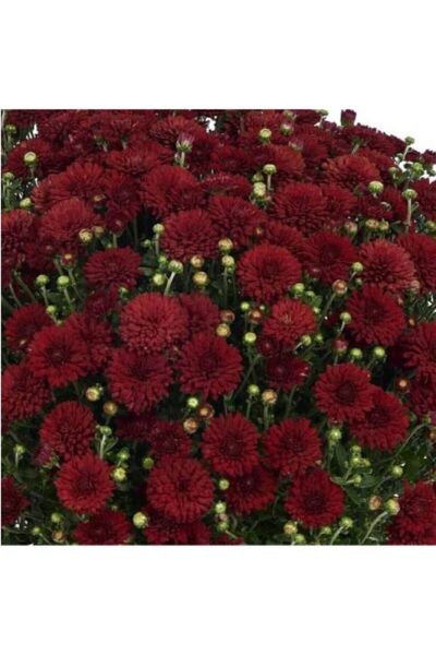 Kasımpatı Kırmızı Renk 10-20 Cm