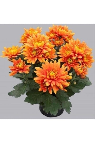 Thebestonline Turuncu Kasımpatı Krizantem Hüzün Çiçeği 5-10 Cm Chrysanthemum