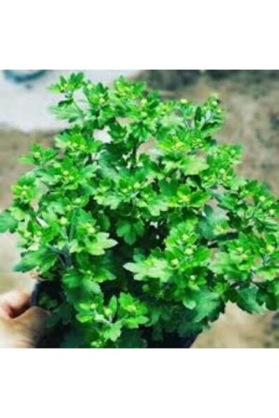 Thebestonline Turuncu Kasımpatı Krizantem Hüzün Çiçeği 5-10 Cm Chrysanthemum