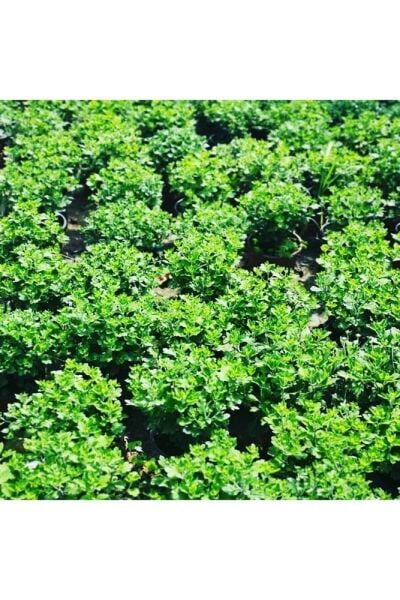 Thebestonline Turuncu Kasımpatı Krizantem Hüzün Çiçeği 5-10 Cm Chrysanthemum
