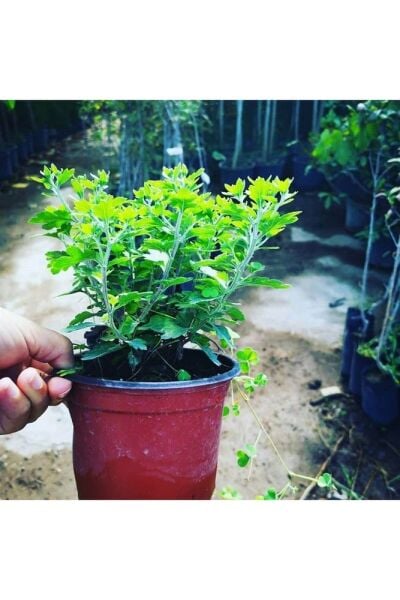 Thebestonline Turuncu Kasımpatı Krizantem Hüzün Çiçeği 5-10 Cm Chrysanthemum