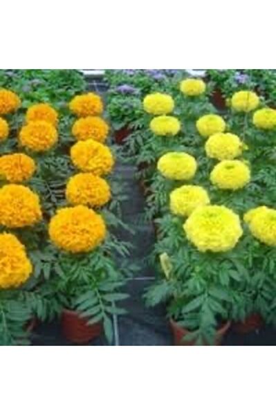 Kadife çicegi fidesi  (15-30cm) dikime hazir (sari ve turuncu)