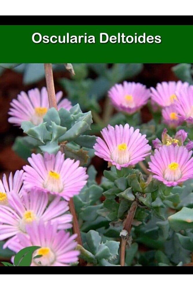 3 adet Mezar cicekleri -kabir cicekleri -dayanikli bitki fidesi