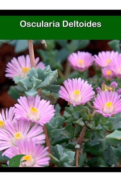 3 adet Mezar cicekleri -kabir cicekleri -dayanikli bitki fidesi