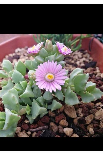 3 adet Mezar cicekleri -kabir cicekleri -dayanikli bitki fidesi