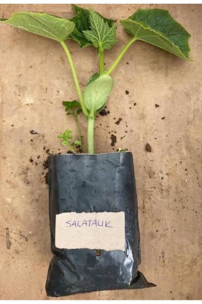 (5adet )Salatalik fidesi (15-25cm ) dikime hazir