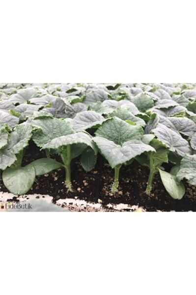 (5adet )Salatalik fidesi (15-25cm ) dikime hazir