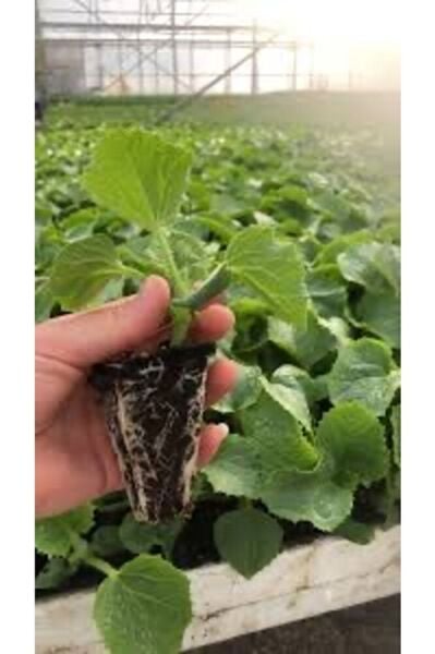 (5adet )Salatalik fidesi (15-25cm ) dikime hazir