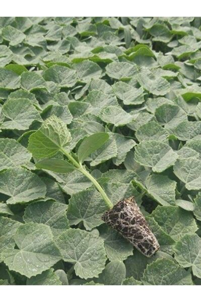 (5adet )Salatalik fidesi (15-25cm ) dikime hazir