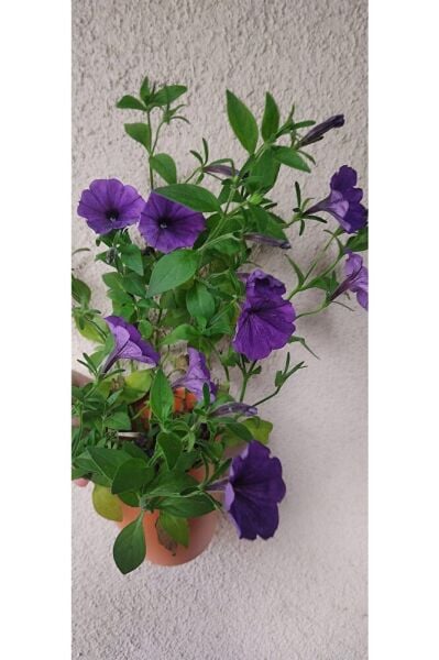 (3adet )Petunya fidesi -büyük boy (35-45cm ) dikime hazır