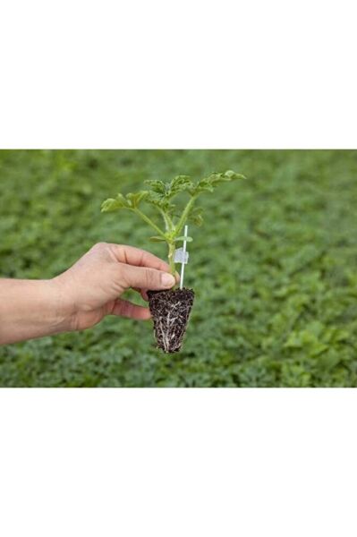Çeri domates fidesi (15-25cm)
