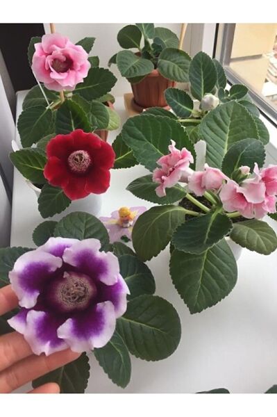 Bardak Meneksesı (15-25CM) Tomurcuklu Saksıda Gönderim Tek Adet