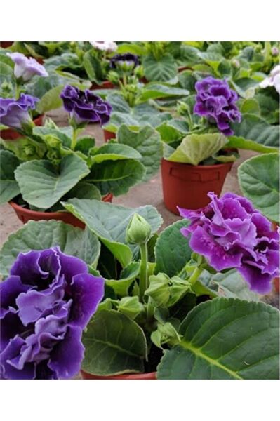 Bardak Meneksesı (15-25CM) Tomurcuklu Saksıda Gönderim Tek Adet