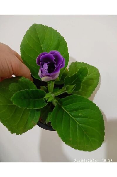 Bardak Meneksesı (15-25CM) Tomurcuklu Saksıda Gönderim Tek Adet