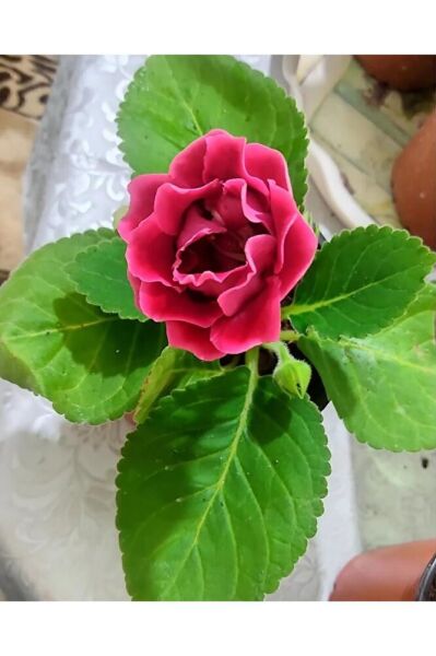 Bardak Meneksesı (15-25CM) Tomurcuklu Saksıda Gönderim Tek Adet