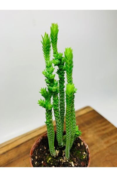 Crassula Muscosa Variegata Prenses Çamı Beyaz Pembe Tür