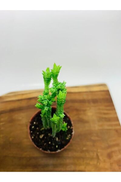 Crassula Muscosa Variegata Prenses Çamı Beyaz Pembe Tür