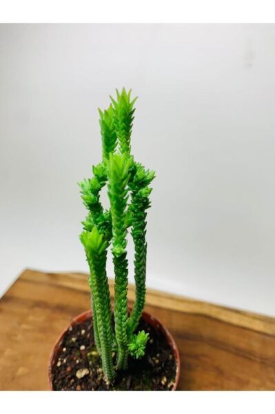 Crassula Muscosa Variegata Prenses Çamı Beyaz Pembe Tür