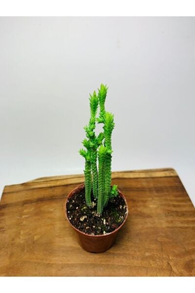 Crassula Muscosa Variegata Prenses Çamı Beyaz Pembe Tür