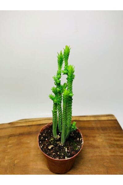 Crassula Muscosa Variegata Prenses Çamı Beyaz Pembe Tür