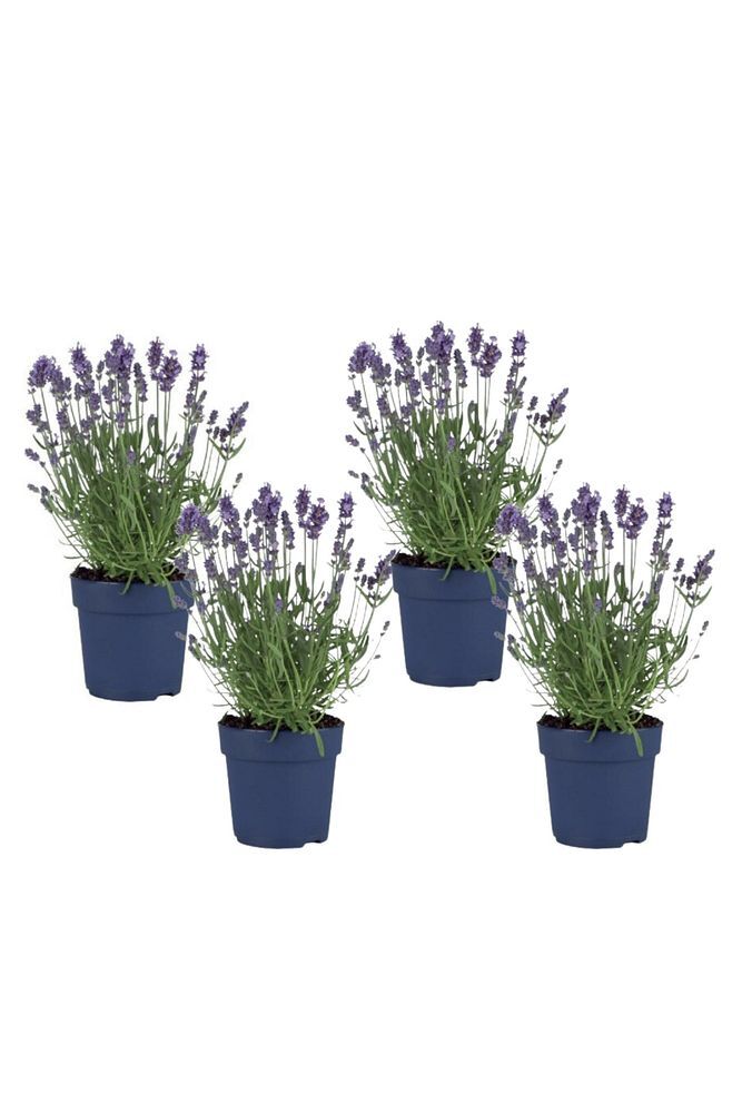 Thebestonline  Lavanta Fidanı, Saksıda, 10-15 cm, 10 Adet