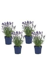 Thebestonline  Lavanta Fidanı, Saksıda, 10-15 cm, 10 Adet