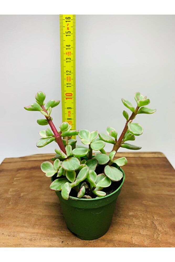 Portucularia Afra Variegata Sukulent