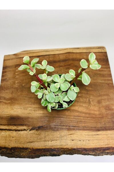 Portucularia Afra Variegata Sukulent