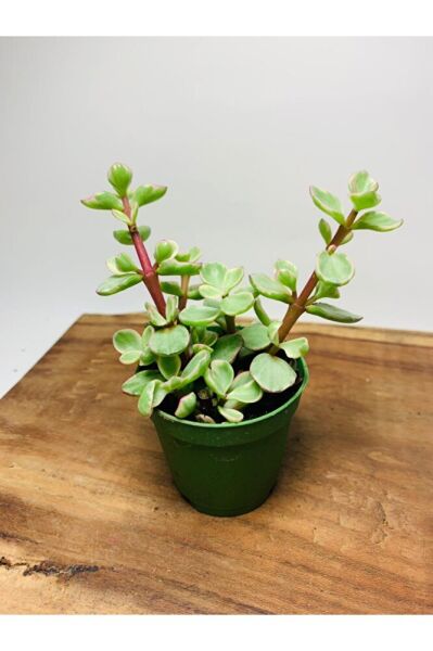 Portucularia Afra Variegata Sukulent