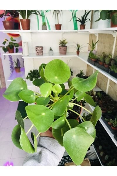Pilea Salon Bitkisi