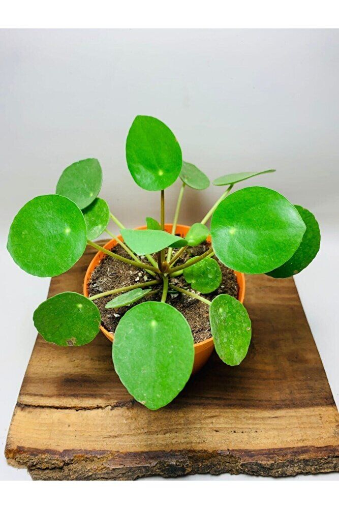 Pilea Salon Bitkisi KE16