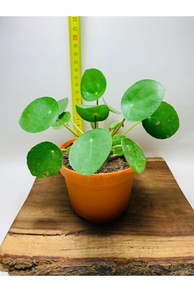 Pilea Salon Bitkisi KE16