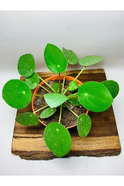 Pilea Salon Bitkisi KE16