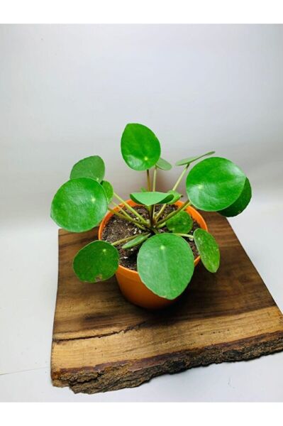 Pilea Salon Bitkisi KE16