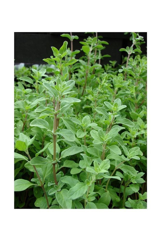 Thebestonline  Origanum onites İzmir Kekiği, Bilyalı Kekik, Saksıda, 5 Adet