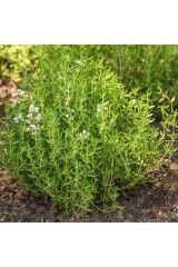 Thebestonline  Kekik Fidanı, Saksıda, 10-15 cm, 3 Adet