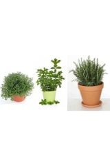 Thebestonline  Kekik Nane Biberiye Aromatik Bitki Seti