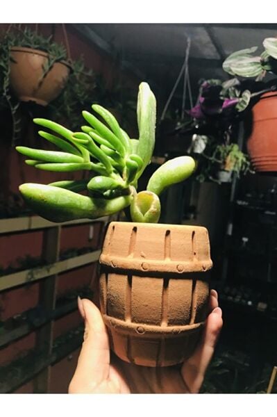 Crassula Ovata Gollum Shrek Kulağı Toprak Fıçı Saksıda