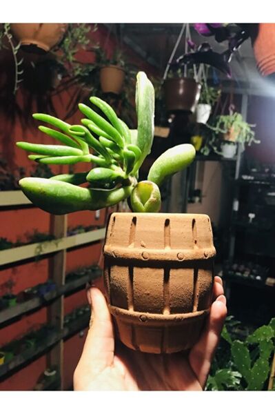 Crassula Ovata Gollum Shrek Kulağı Toprak Fıçı Saksıda
