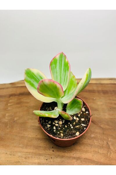 Crassula Ovata Variegata Iki Renkli Para Ağacı
