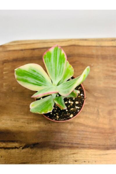 Crassula Ovata Variegata Iki Renkli Para Ağacı