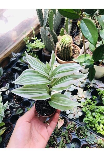 Beyaz Çizgili Telgraf Çiçeği 5,5cmlik Saksıda