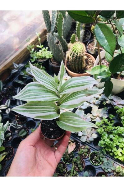 Beyaz Çizgili Telgraf Çiçeği 5,5cmlik Saksıda