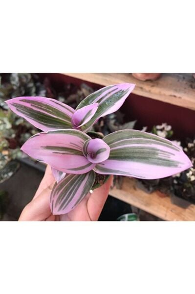 Tradescantia Nanouk Pembe Telgraf Çiçeği