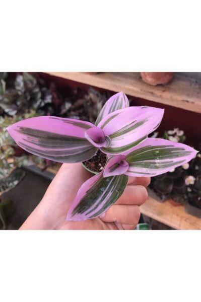 Tradescantia Nanouk Pembe Telgraf Çiçeği